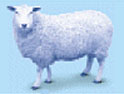 Blue Sheep: 'clean' data