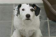 Thinkbox "dogs home"