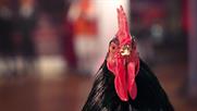 Why Chiltern Railways sent a family of chickens on a trip round London
