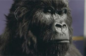 Cadbury: fans of the gorilla have formed a group on Facebook