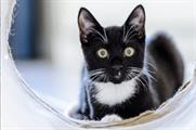 Blue Cross creates pop-up estate agents for cats