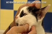 Cats Protection launches DRTV feline welfare ads