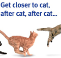 Cats Protection: campaign through TDA