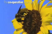 Co-op: pharmacy campaign