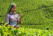Typhoo: set to put marketing focus on Fairtrade certification