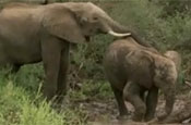 The Secret Lives of Elephants: a hit for BBC One