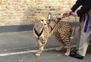 On film: Cheetah at Louise Blouin Foundation
