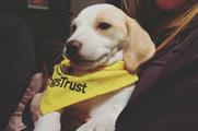 A handful of Dogs Trust rescue dogs attended the event