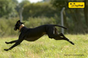Dogs Trust: greyhound appeal