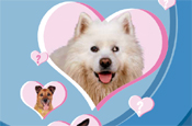 The Dog Trust: Valentine mailer