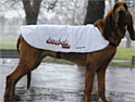 'Drool' dog: Sony Ericsson campaign
