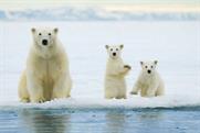 Biodiversity: extinction of animal and plant species has clear impact on human life