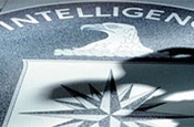 CIA: adapting to the web