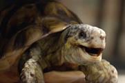 Homebase: ad stars Gary the tortoise
