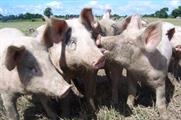 Move to 'rebrand' swine flu to halt pork boycott
