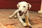 dog chews treat