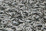 Sodexo ups sustainability focus on client demand
