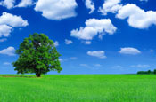 Green brands