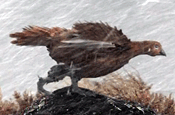 Famous Grouse...looking for agency