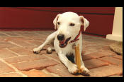 Pedigree drops Crufts sponsorship