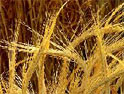 GM foods: government backing