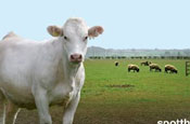 Spot the Bull: Orange relaunches Glasto giveaway