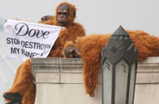 Greenpeace: ape protest