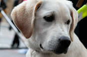 Guide Dog: DRTV campaign shows training