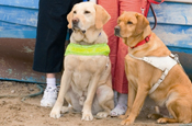Guide Dogs: emotive DM campaign launched