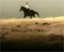 Guinness: Minghella's 'mustang' ad