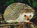 Hedgehog: plan to evacuate them from Uist