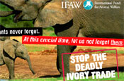 IFAW: campaigning to halt the ivory trade