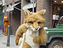 IFAW: 'For Fox Sake' viral