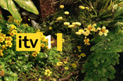 ITV: bid expected from RTL