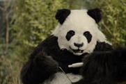 Just Eat: a panda gets a positive result in a pregnancy test