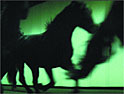 Lloyds TSB: reviving the black horse