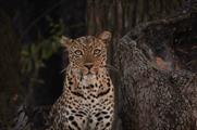 Love Nature to stage immersive wildlife exhibition