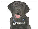 Lycos: Monte is new face
