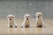 My campaign: Creating the Andrex puppy, 1972