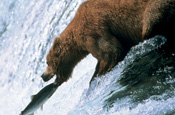 National Geographic: owner Fox to boost UK offering