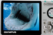 Olympus: Anna winner