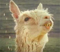 Oxfam: alpaca viral