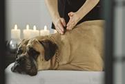 Dave the guard dog at the spa