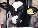 Peta: comparing cattle slaughter to Holocaust