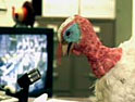 Peta: turkey ad