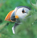 RSPB: GB Group wins data cleaning task