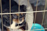 Purina: BuzzFeeds spot take the lead