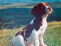 Purina: looking to recruit brand ambassadors