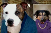 RSPCA: homeless advert