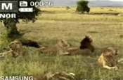 Samsung: lion viral on YouTube
